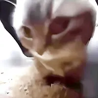 Spelox